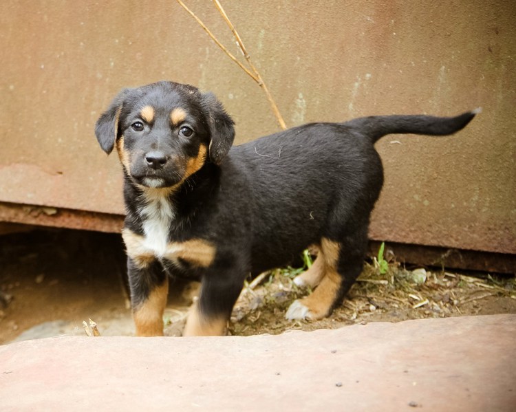 Ягдтерьер спаниель