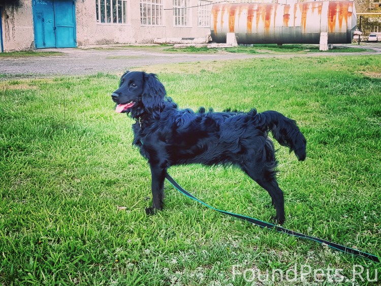 Метис курцхаара и спаниеля