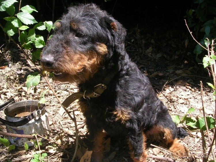 Метис ягдтерьера и ротвейлера