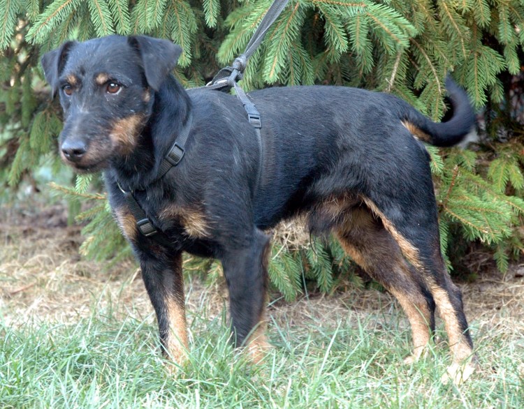 Русский спаниель черно подпалый