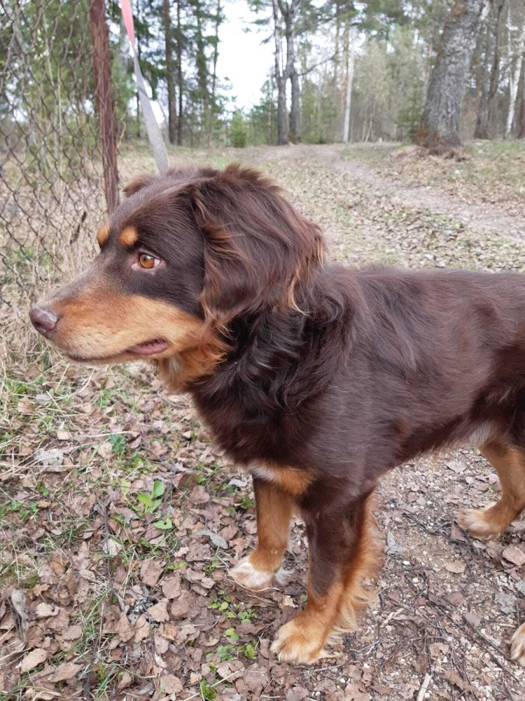 Ягдтерьер жесткошерстный лохматый