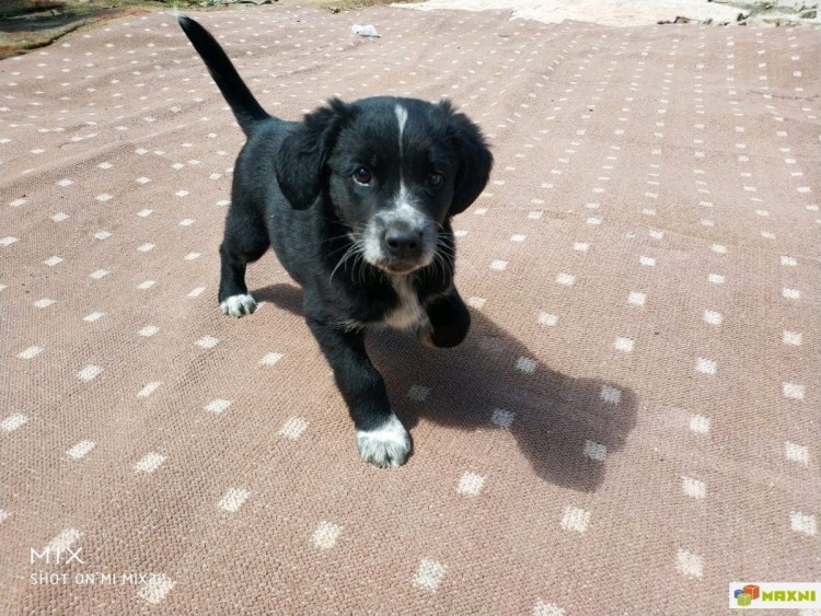 Метис спаниеля коричневый