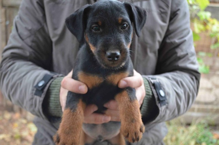 Черный щенуля