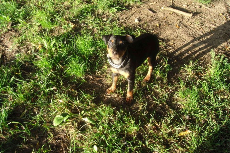 Ягдтерьер чёрно седой