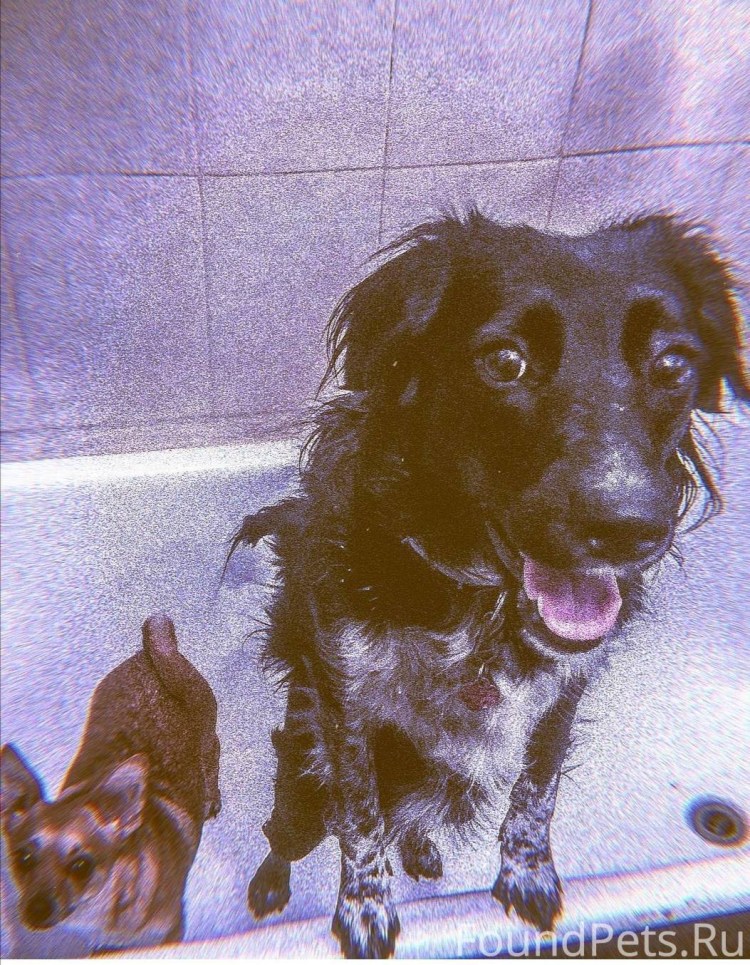 Помесь пинчера и добермана