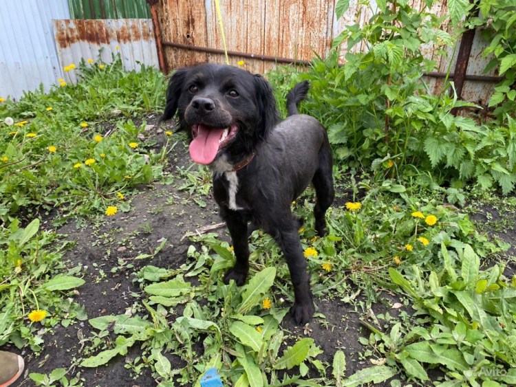 Ягдтерьер метис