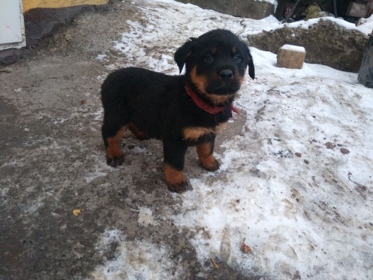 Метис ягдтерьера и таксы