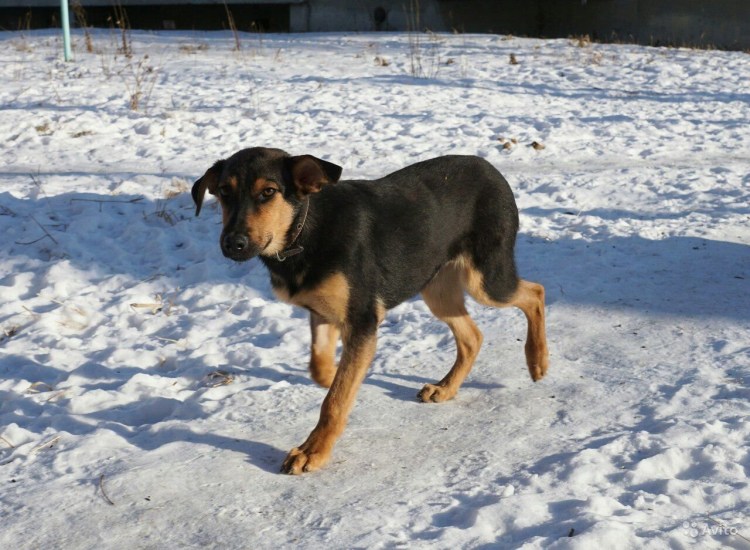 Ягдтерьер и такса