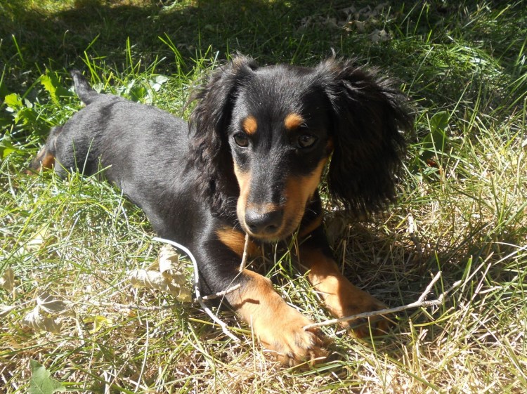 Ягдтерьер метис