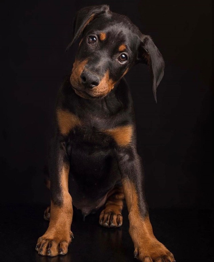 Метисы спаниеля подпалый