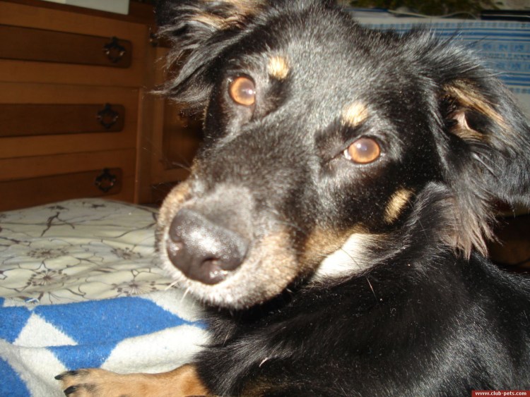 Кроличья такса жесткошерстная бородатая