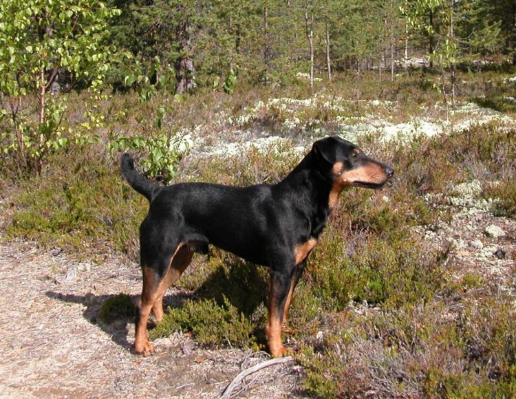 Ягдтерьер кобель вязка