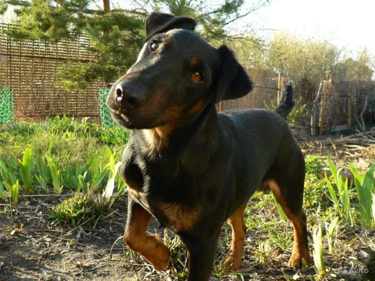 Такса метис спаниеля черный с белым