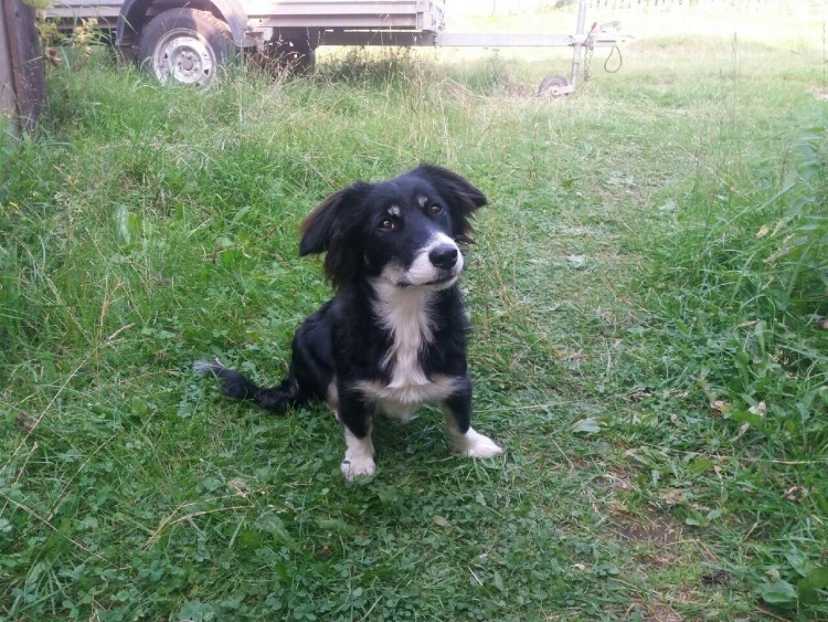 Русский охотничий спаниель метис