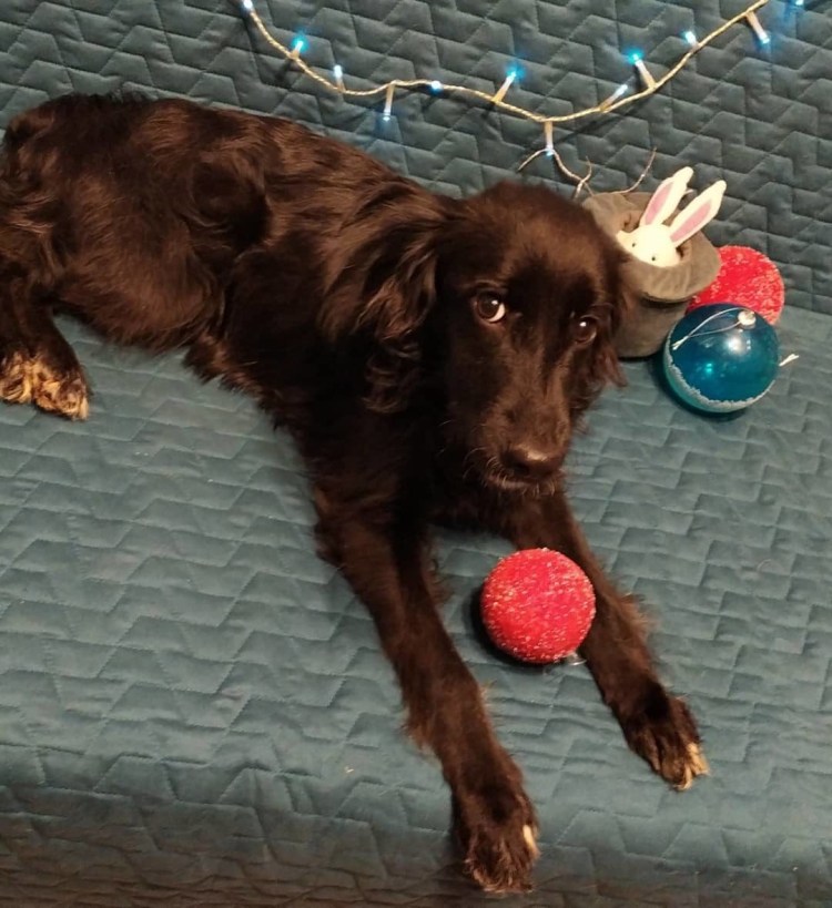 Метисы цвергшнауцера и кокер спаниеля