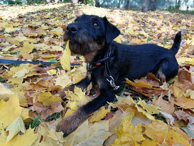 Помесь пинчера и спаниеля