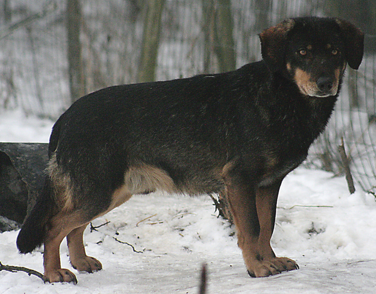 Голландский спаниель метис