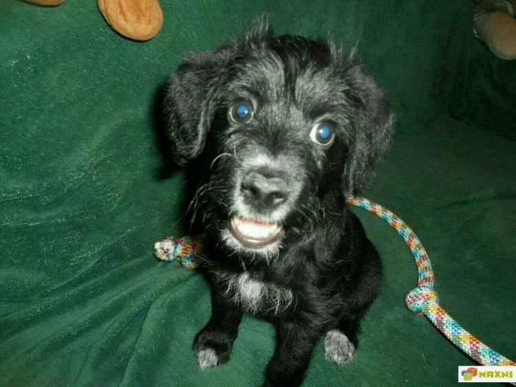 Метис спаниеля