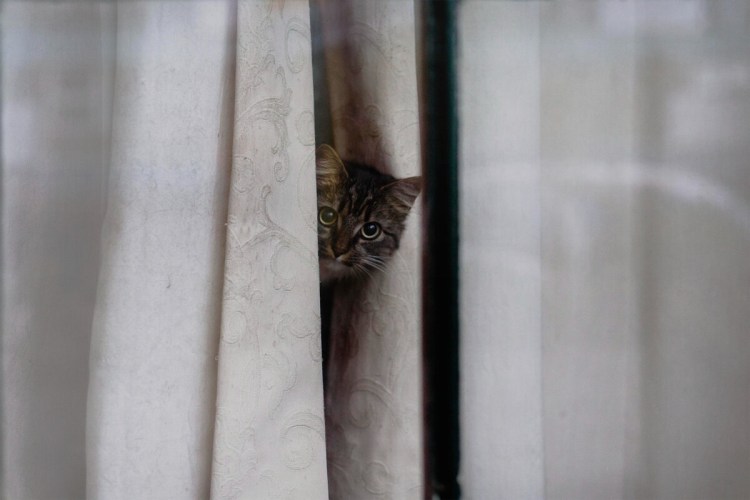 Кот за шторой