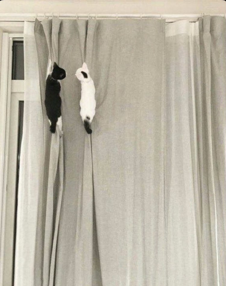 Силуэт висящего кота