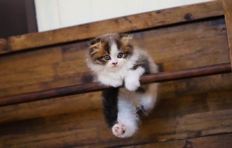 Котенок лезет