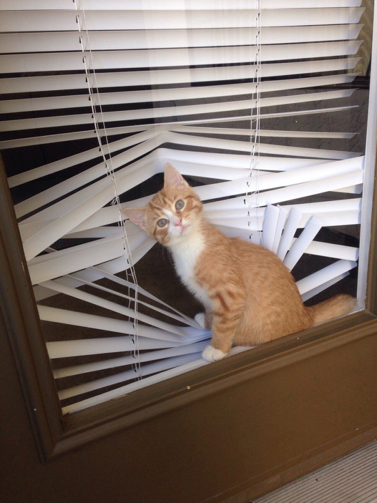 Жалюзи юмор