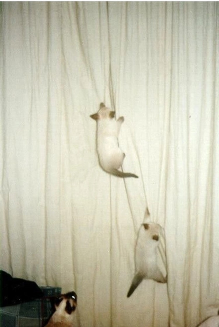 Кот на шторе