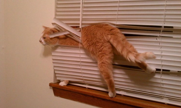 Жалюзи и животные