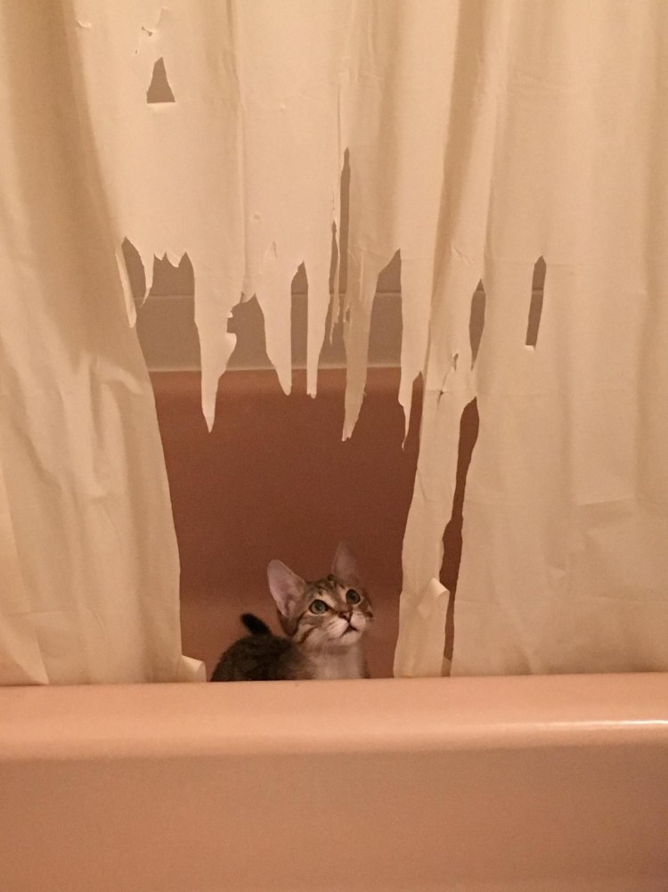 Кот порвал шторку в ванной