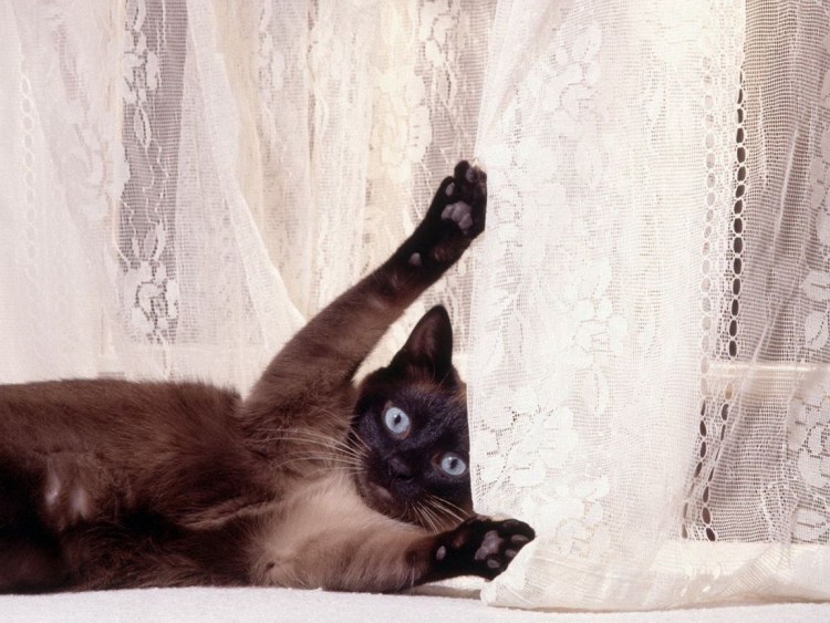Кот на шторе