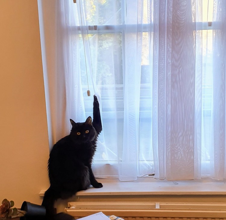 Кот на шторе