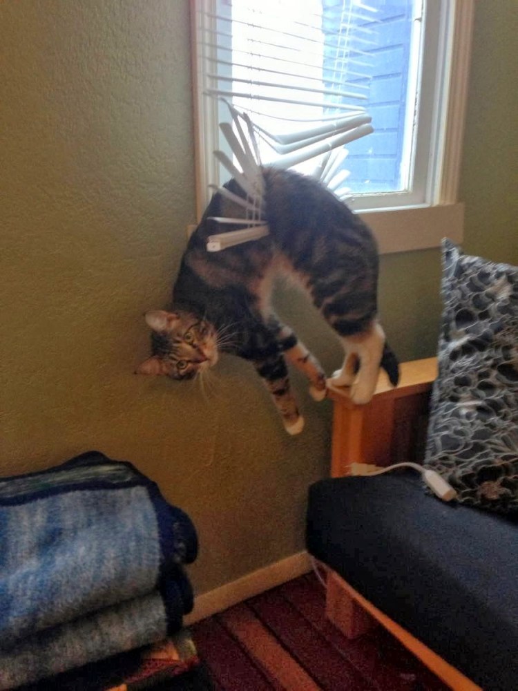 Кот на люстре