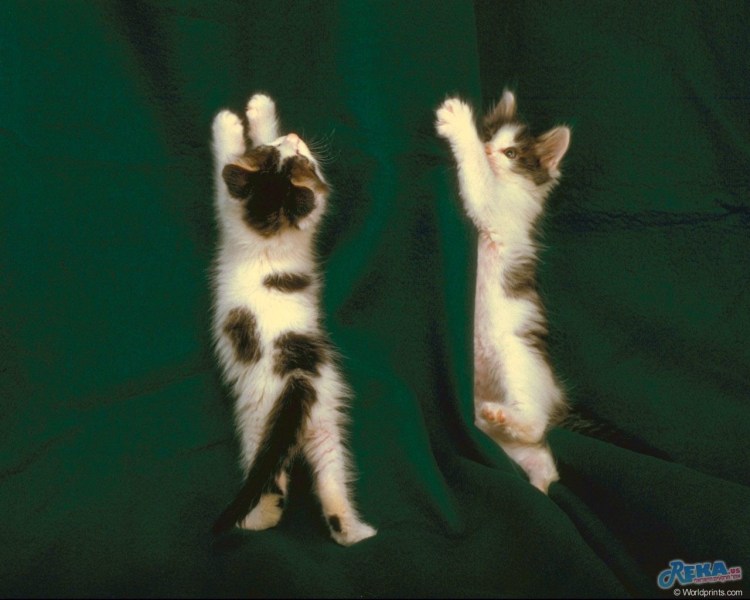 Котенок висит