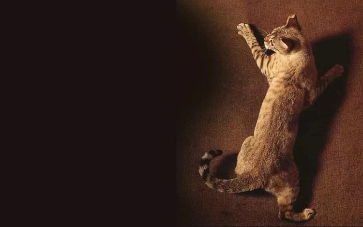 Кот карабкается по стене