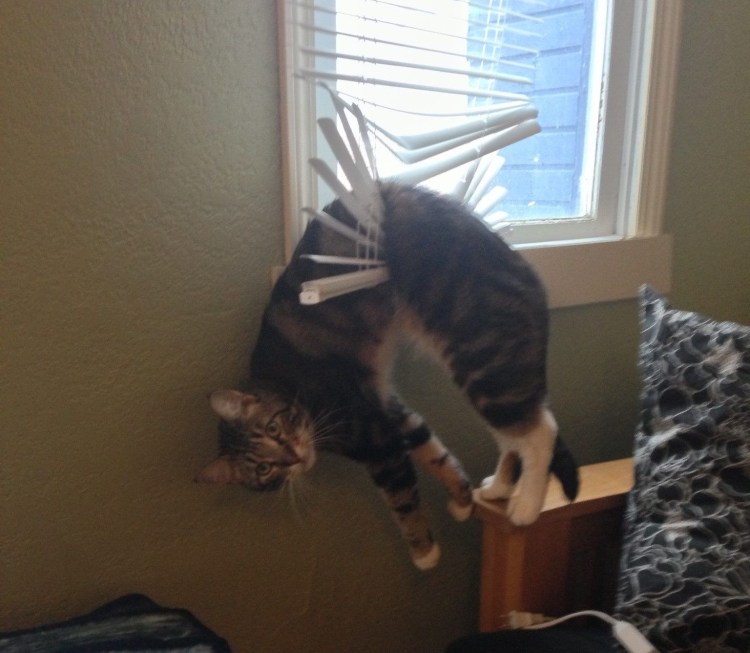 Кот пролезает в дверь