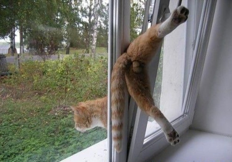 Коты в необычных местах