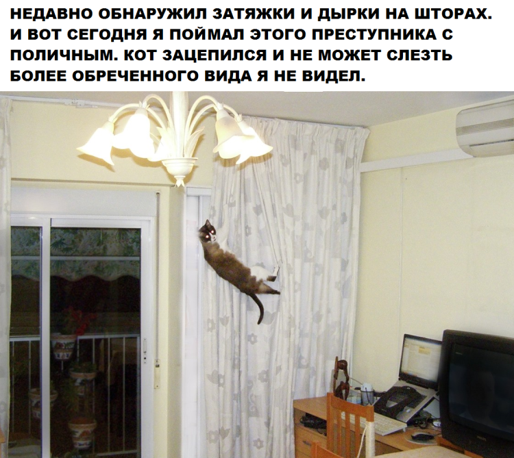 Шторы с кошками