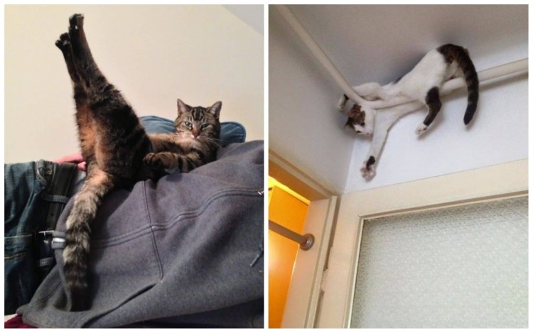 Кот вверх тормашками