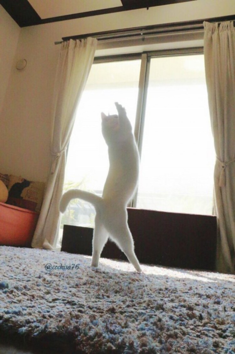 Кот висит на занавеске