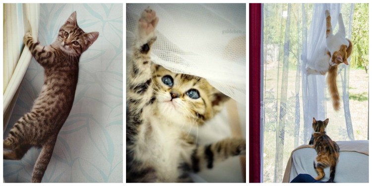 Шторы с котятами