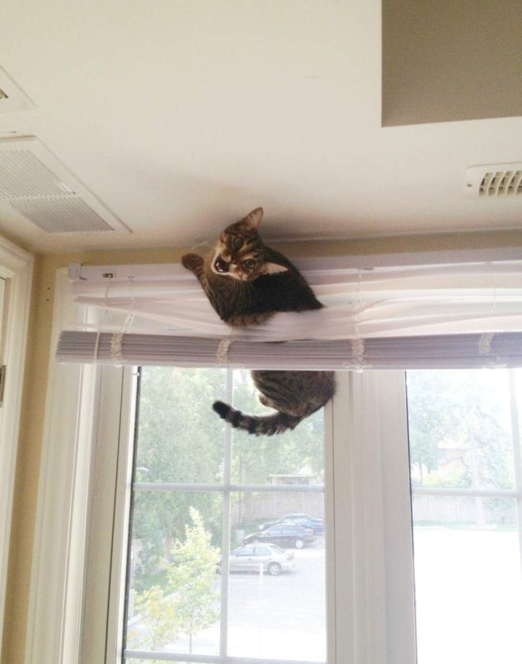 Кот и жалюзи