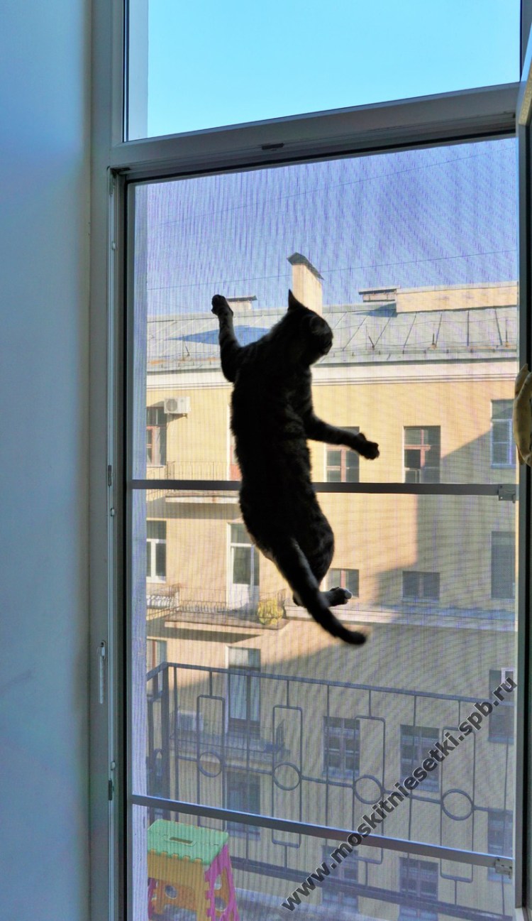 Кот застрял в пластиковом окне