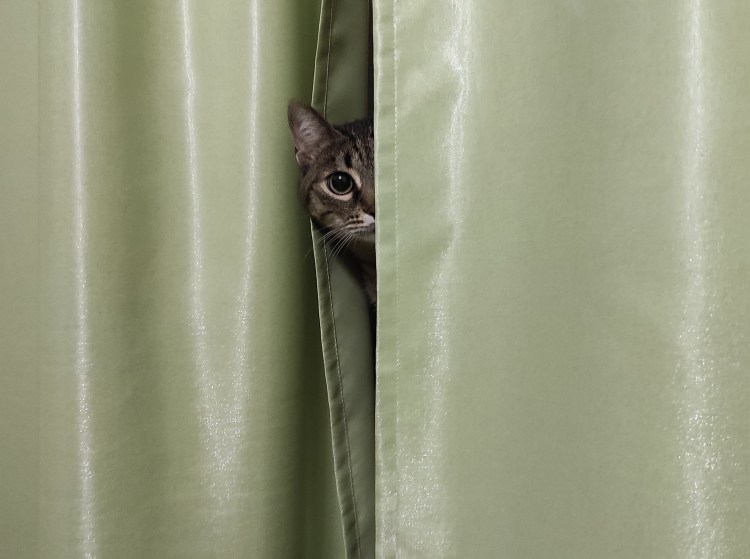 Кот за шторой