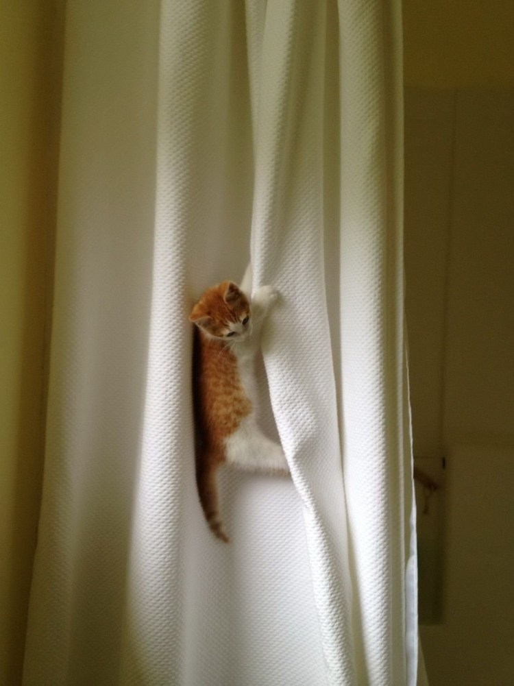 Кот висит на занавеске