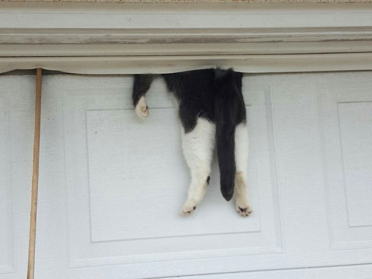 Коты на подоконнике