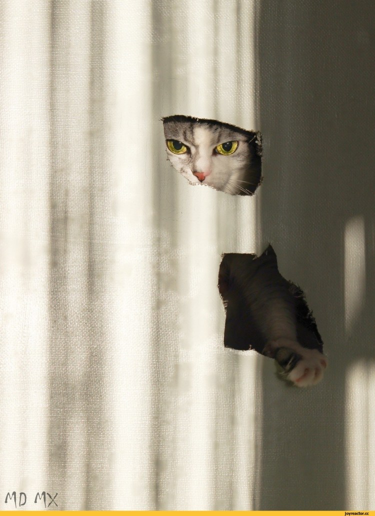 Выглядывает из за шторы