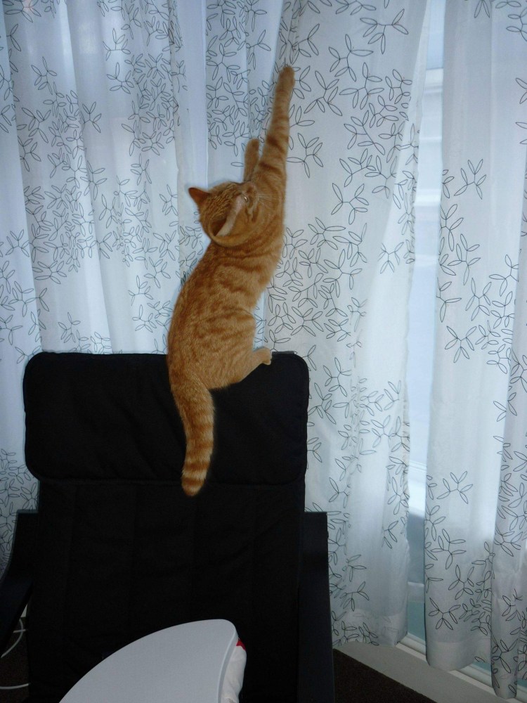 Кот на шторе