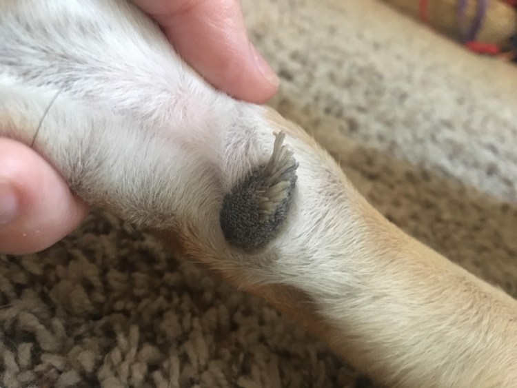 Гиперкератоз (hyperkeratosis) собак