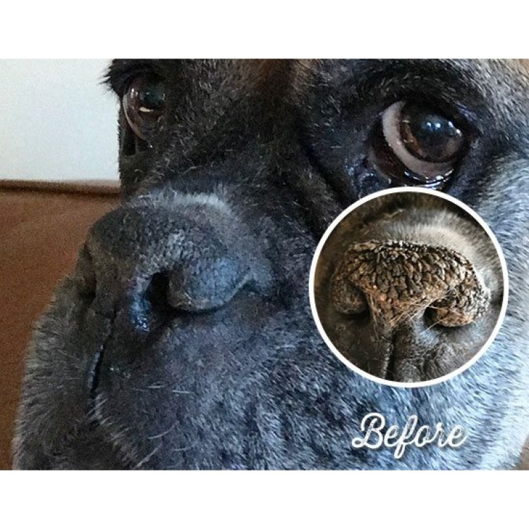 Межпальцевый пододерматит у собаки