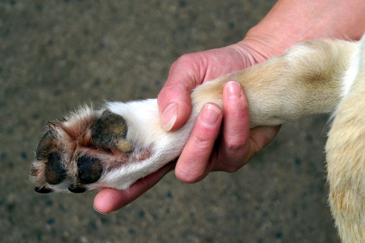 Лапы собаки вид сзади